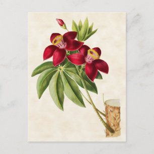 Zijde Katoenen Boom  Botanisch Briefkaart