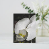 Zijde - witte orchideeën - Briefkaart (Staand voorkant)