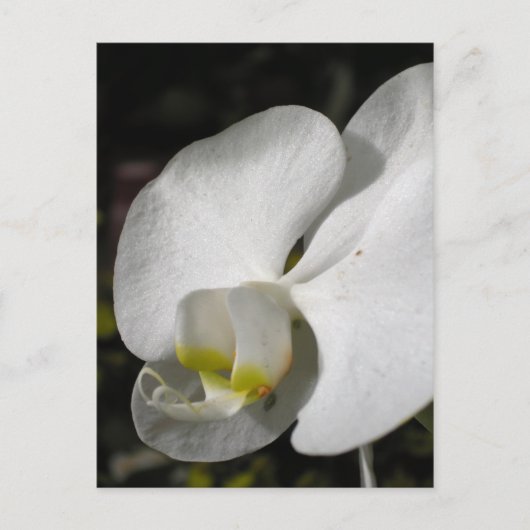 Zijde - witte orchideeën - Briefkaart (Voorkant)