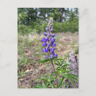 Zijdeachtige lupine (Lupinus sericeus) Briefkaart