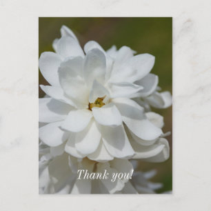 Zijdeachtige Magnolia Dank Je Kaartje Briefkaart