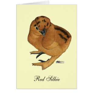 Zijdehoen Rood Kuiken