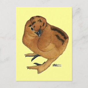 Zijdehoen Rood Kuiken Briefkaart