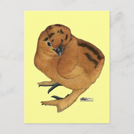 Zijdehoen Rood Kuiken Briefkaart (Voorkant)