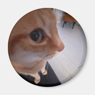 Zijdelings kijkende kat meme magneet
