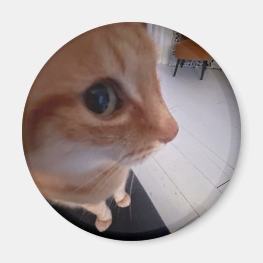 Zijdelings kijkende kat meme magneet (Voorkant)