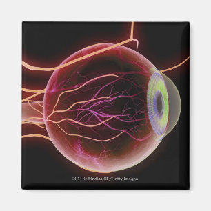 Zijdelings uitzicht van de bloedvaten van het oog magneet