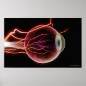 Zijdelings uitzicht van de bloedvaten van het oog poster (Voorkant)