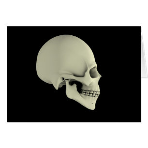 Zijdelings Uitzicht van de menselijke schedel