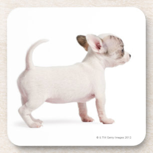 Zijdelingse uitzicht van Chihuahua Puppy (10 weken Bier Onderzetter
