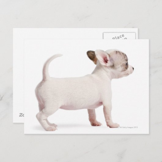 Zijdelingse uitzicht van Chihuahua Puppy (10 weken Briefkaart (Voorkant / Achterkant)