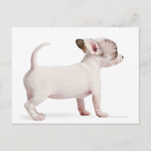 Zijdelingse uitzicht van Chihuahua Puppy (10 weken Briefkaart (Voorkant)
