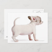 Zijdelingse uitzicht van Chihuahua Puppy (10 weken Briefkaart (Voorkant / Achterkant)