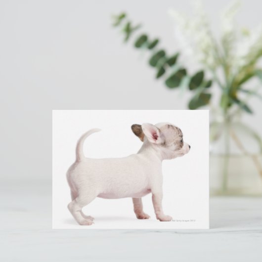 Zijdelingse uitzicht van Chihuahua Puppy (10 weken Briefkaart (Staand voorkant)