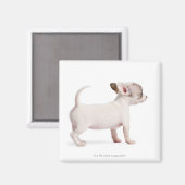 Zijdelingse uitzicht van Chihuahua Puppy (10 weken Magneet (Voorkant / Achterkant)