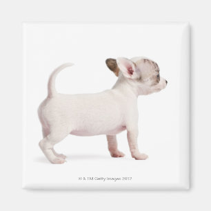 Zijdelingse uitzicht van Chihuahua Puppy (10 weken Magneet