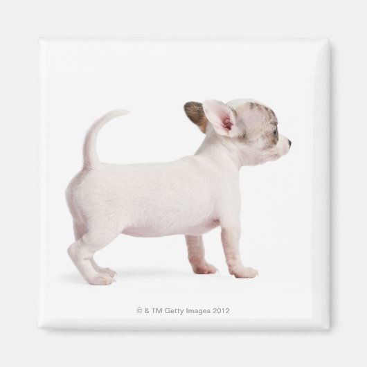 Zijdelingse uitzicht van Chihuahua Puppy (10 weken Magneet (Voorkant)