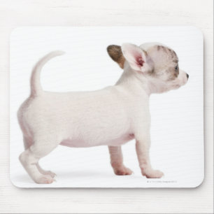 Zijdelingse uitzicht van Chihuahua Puppy (10 weken Muismat