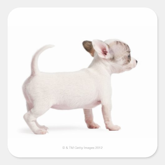 Zijdelingse uitzicht van Chihuahua Puppy (10 weken Vierkante Sticker (Voorkant)
