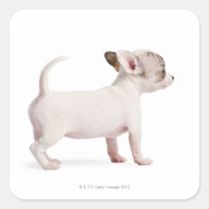 Zijdelingse uitzicht van Chihuahua Puppy (10 weken Vierkante Sticker