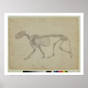 Zijdelingse Uitzicht van een tijgerskelet, afgeron Poster
