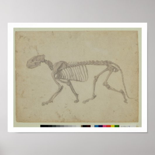 Zijdelingse Uitzicht van een tijgerskelet, afgeron Poster (Voorkant)