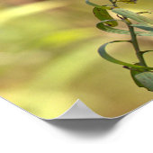Zijdenplant Foto Poster (Hoek)