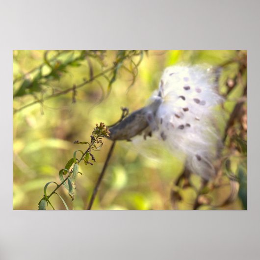 Zijdenplant Foto Poster (Voorkant)