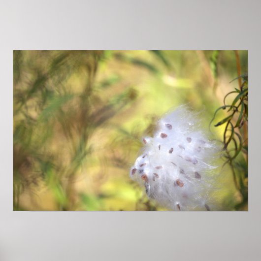 Zijdenplant Foto Poster (Voorkant)