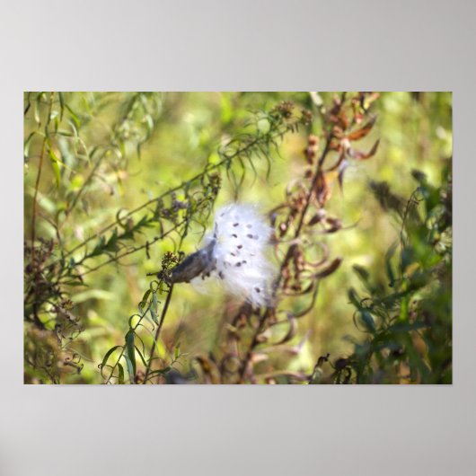 Zijdenplant Foto Poster (Voorkant)