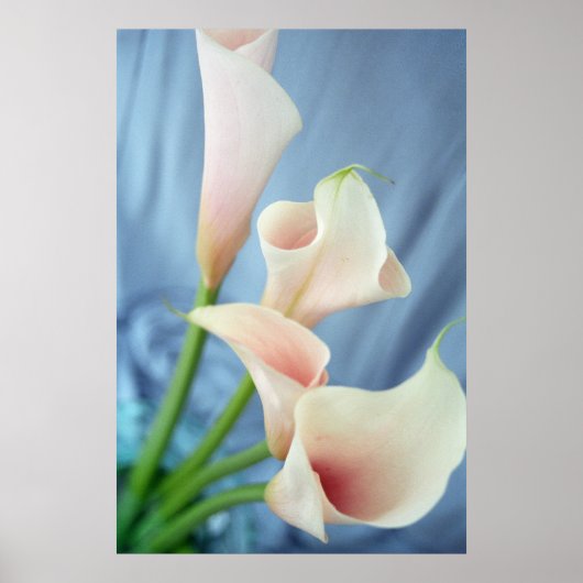Zijdeparade White Calla Lily Fotografie Posters (Voorkant)