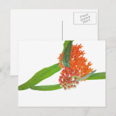 Zijdeplant op Wit Briefkaart (Voorkant / Achterkant)