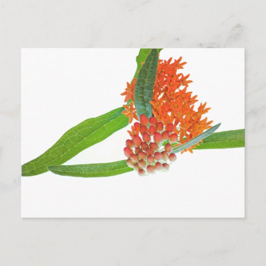 Zijdeplant op Wit Briefkaart (Voorkant)
