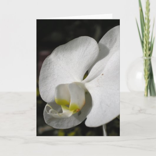 Zijderige orchidee Wenskaart Kaart (Voorkant)