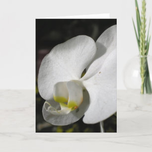 Zijderige orchidee Wenskaart Kaart