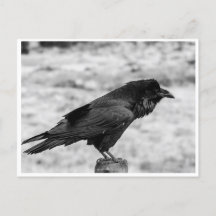 Zijkant uitzicht van een Vogel, Common Raven in Bl