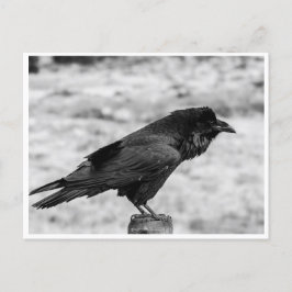 Zijkant uitzicht van een Vogel, Common Raven in Bl Briefkaart