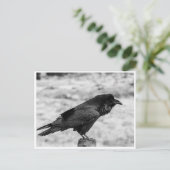 Zijkant uitzicht van een Vogel, Common Raven in Bl Briefkaart (Staand voorkant)