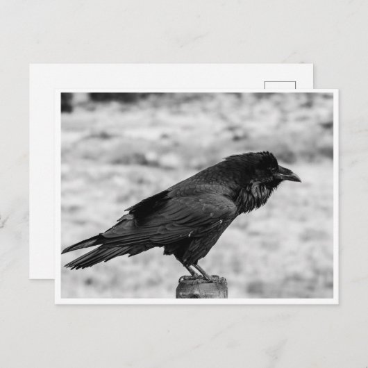 Zijkant uitzicht van een Vogel, Common Raven in Bl Briefkaart (Voorkant / Achterkant)