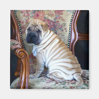 Zijn favoriete stoel magneet