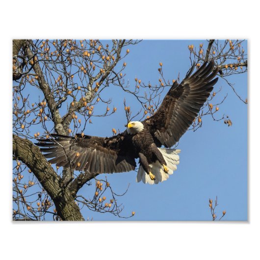 Zijn grote entree foto afdruk (Voorkant)