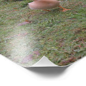 Zijn je eenden in een rij? foto afdruk (Hoek)