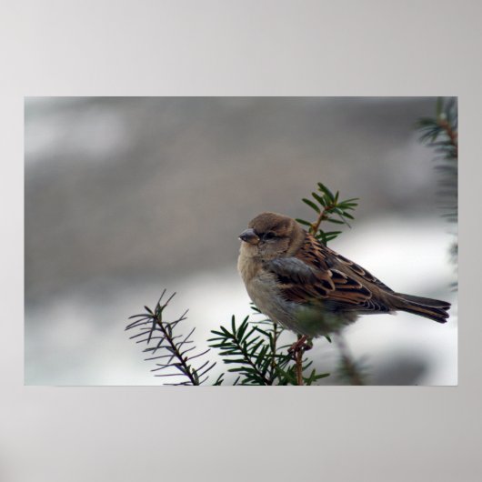 Zijn oog staat op de loer. poster (Voorkant)