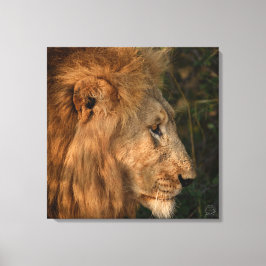 Zijne Majesteit African Lion Wrapped Canvas Print