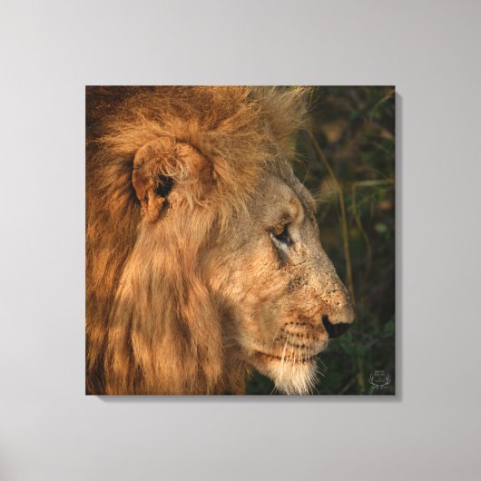 Zijne Majesteit African Lion Wrapped Canvas Print (Voorkant)