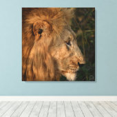 Zijne Majesteit African Lion Wrapped Canvas Print (Insitu (Houten vloer))