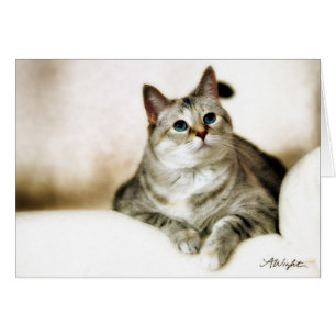 Zilla in bruine tinten