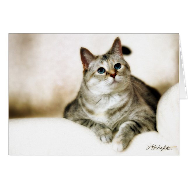 Zilla in bruine tinten (Voorkant Horizontaal)