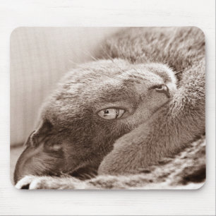 Zilver de Cat Mousepad Muismat