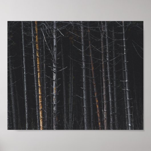 Zilver- en goudboomstammen poster (Voorkant)